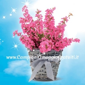 Pianta Omaggio con Fabuloso