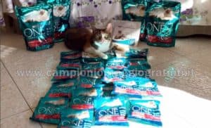 Diventa Tester One Sterilcat Purina