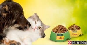 Ricevi-una-confezione-omaggio-di-Friskies-per-gatto-o-per-cane