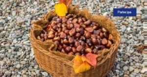 Indovina-e-vinci-un-set-per-potatura-Stocker