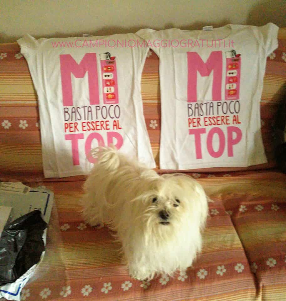 Concorso BIC Indovina la chat