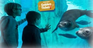 Concorso Golden Ticket