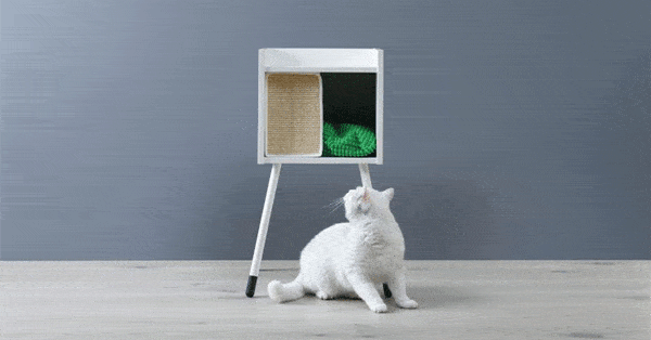 Concorso instant win la Festa del gatto 2018