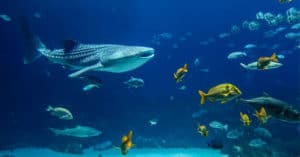 Concorso Vinci con ParkinGo e Shark - Il primo squalo